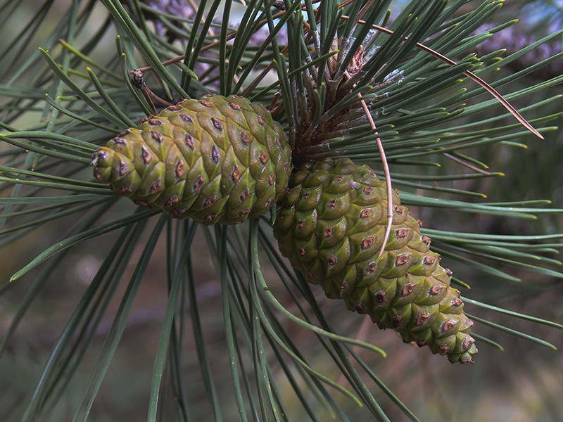 Pinus pinaster - 60 Cpsulas (Polypodium leucotomus E.S. 120mg + Pinus pinaster E.S. 75mg + Resveratrol 20mg + Vitamina C revestida 200mg)